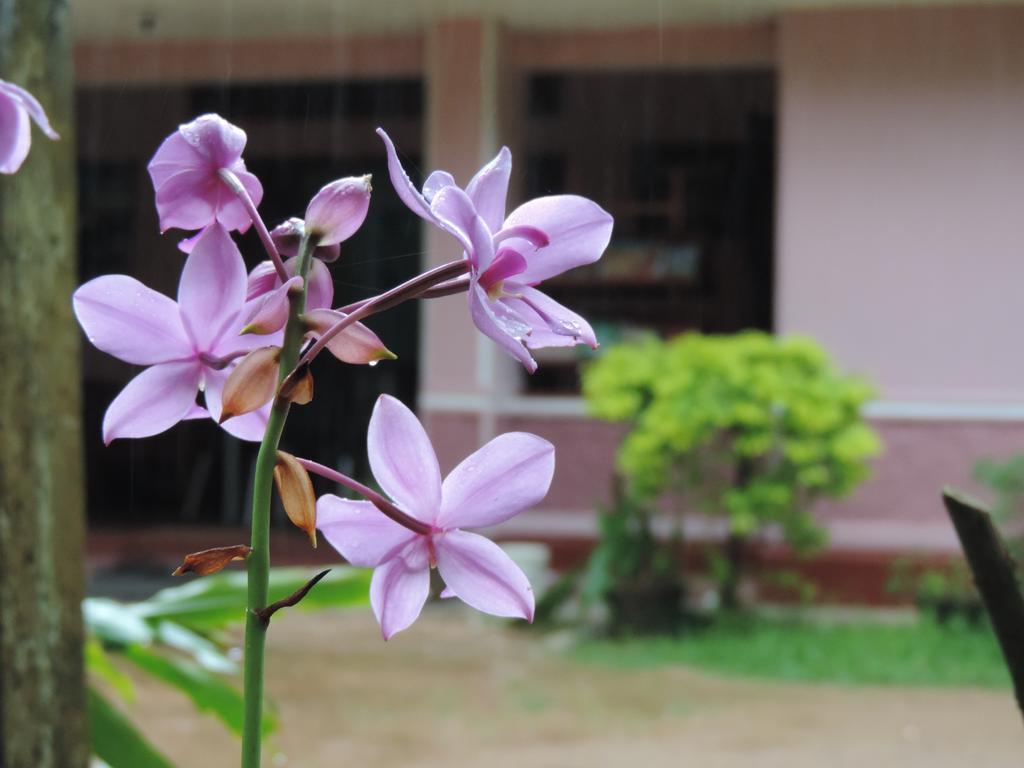 Sun Vivanta Resort มิริสซา ภายนอก รูปภาพ